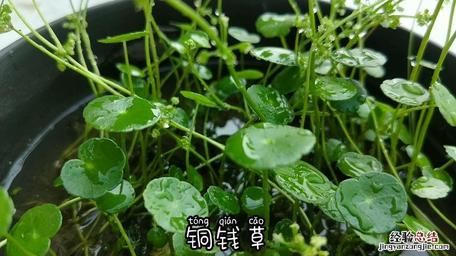 水培铜钱草怎么爆盆