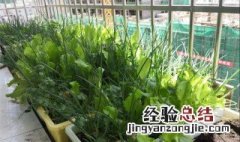 阳台种菜保湿方法 阳台种菜保湿方法有哪些