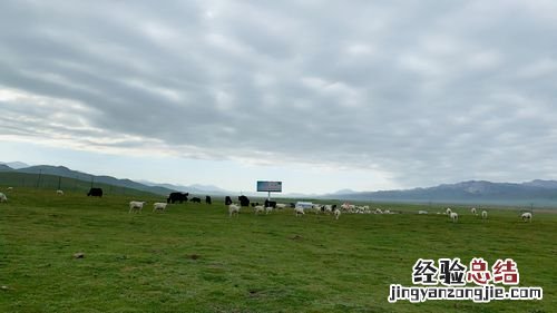 风吹草低见牛羊的见是什么意思