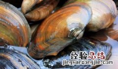 河蚌煮几分钟能煮熟 河蚌煮熟后为什么开口