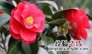 山茶花的养殖方法及注意事项 山茶花怎么养需要注意什么