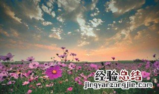 怀孕梦见好多花开得好漂亮 梦见好多花开得好漂亮