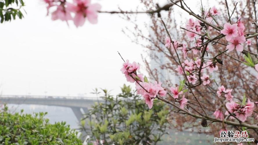 出门踏春，这份赏花大全，一定带着
