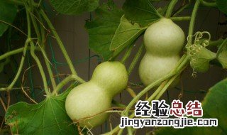 文玩小葫芦怎么去皮 文玩葫芦如何去皮