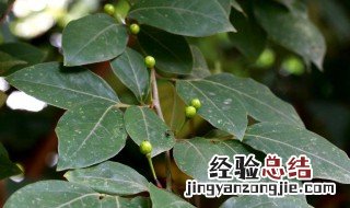 山胡椒怎么保存不变黑 如何保存山胡椒不变黑