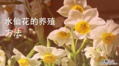 水仙花如何浇水