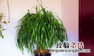 龙须苗的正确种植方法视频 龙须苗的正确种植方法