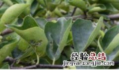 多菌灵喷叶子注意事项 多菌灵喷叶子怎样稀释