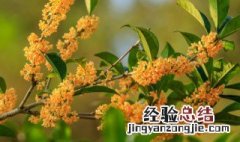 桂花干储存条件冷藏几度 桂花干保存方法