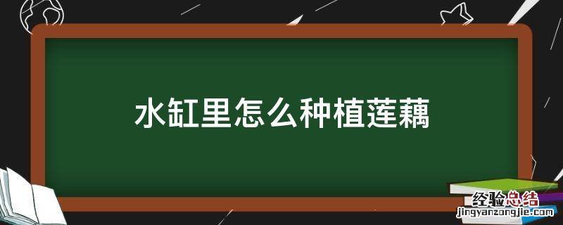 水缸里怎么种植莲藕