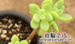 春萌的种植方法 种植的方法介绍