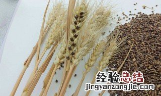 黑小麦和黑全麦一样吗 黑小麦和黑全麦一样吗能吃吗