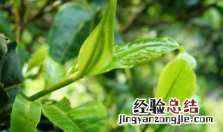 移栽茶树最快方法 茶树如何移栽