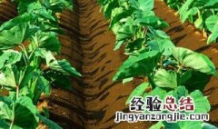 小红芋头种植方法和技术 小红芋头种植方法