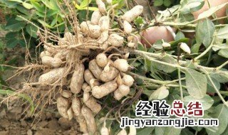 花生算绿通吗?收高速费吗 花生果是绿通吗