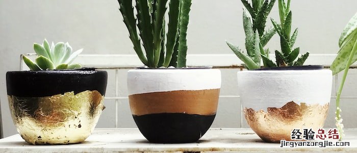 如何让多肉尽快服盆