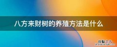 八方来财树的养殖方法是什么