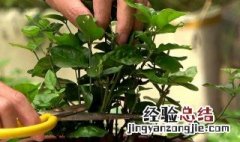 茉莉花如何修剪茉莉花的养殖方法 茉莉花盆栽如何修剪