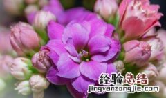 唯美花名寓意好起名 与花有关的唯美名字