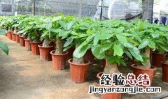 有什么寓意好的花草树木摆在办公室 旺财运的办公桌摆放风水植物介绍