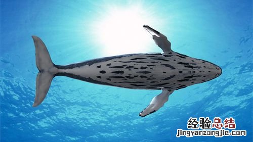 鲸能组什么词