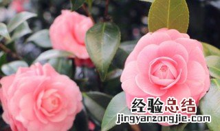 武威适合养什么花 武威特色植物