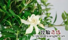 栀子花如何晒干食用 栀子花怎么风干保存