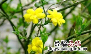 迎春花水培扦插 迎春花扦插方法