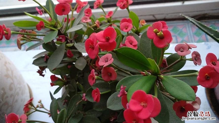 虎刺梅冬天怎么养？