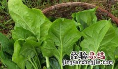 红菠菜种植方法 怎么种菠菜