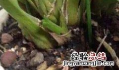 花盆里杀小蜈蚣用什么药 花盆里有蜈蚣需要去除吗