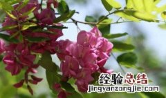 香花槐叶子变黄为什么 香花槐叶子发蔫发黄怎么办