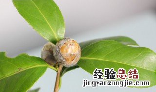 盆栽山茶花的养殖方法(经验版 山茶花的盆栽养殖方法