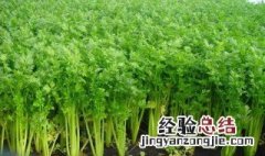 水芹菜怎么种植方法 水芹菜怎么种植方法视频