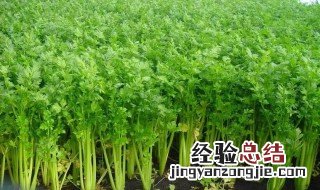 水芹菜怎么种植方法 水芹菜怎么种植方法视频