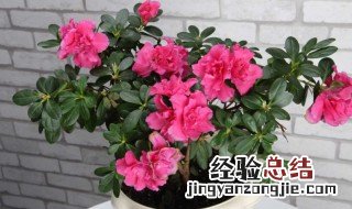 杜鹃花的修剪方法 杜鹃花的修剪方法和注意事项
