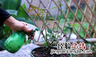 月季枝枯病的防治方法 月季枯叶病用药