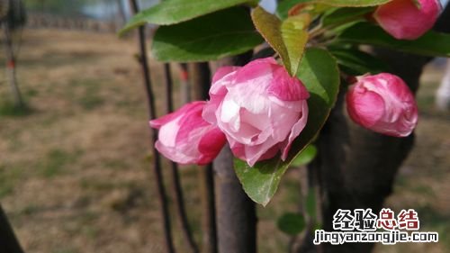 西府海棠春天怎么养