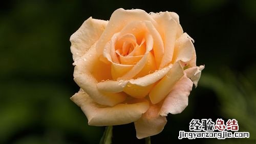 月季花花语