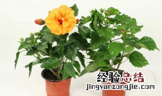 桑叶牡丹怎么修剪方法 桑叶牡丹的修剪方法