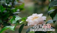 茶花叶尖枯焦是什么原因 茶花叶片枯焦