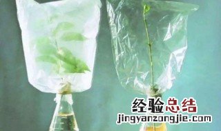 冬天怎样给植物套塑料袋保暖 冬天怎样给植物套塑料袋保暖好