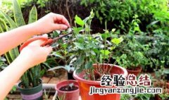 茉莉花可以压枝移栽吗? 茉莉花如何压枝