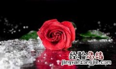 什么水可以让玫瑰花不快速枯萎 玫瑰花放水里怎么养才不会枯萎