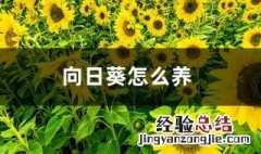 向日葵养护方法 向日葵的养殖方法介绍