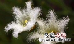 银莲花好种吗 金银莲花怎么种