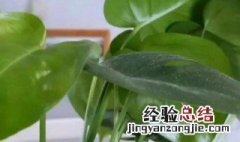 冬天龟背竹要怎么养和管理 冬天如何养龟背竹