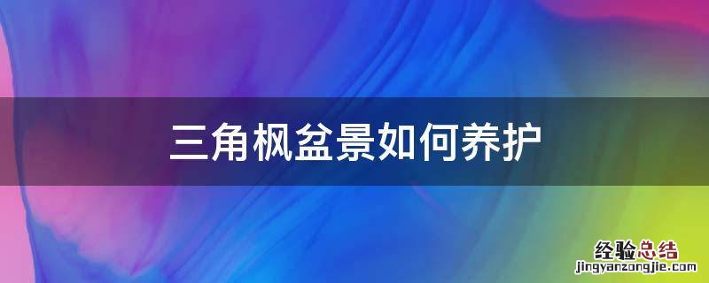 三角枫盆景如何养护