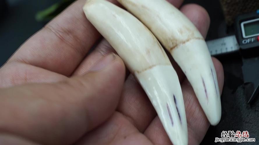 老虎的牙齿有什么特点