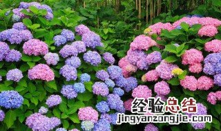 绣球花3月养殖方法图解 绣球花3月养殖方法